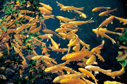 Carp Render Golden Patterns,