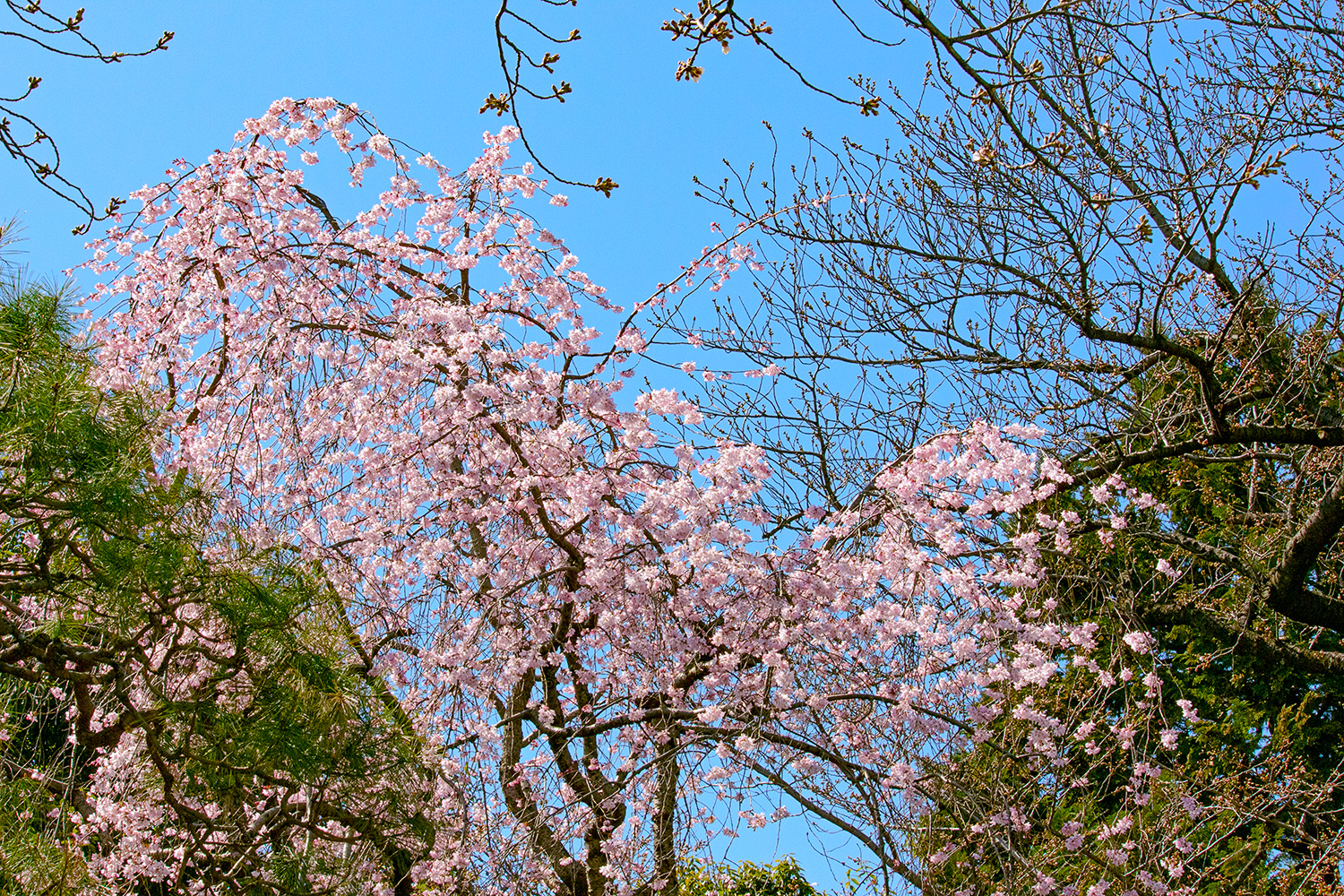 在春日的晴空下盛開的粉色櫻花（2023年3月，東京）