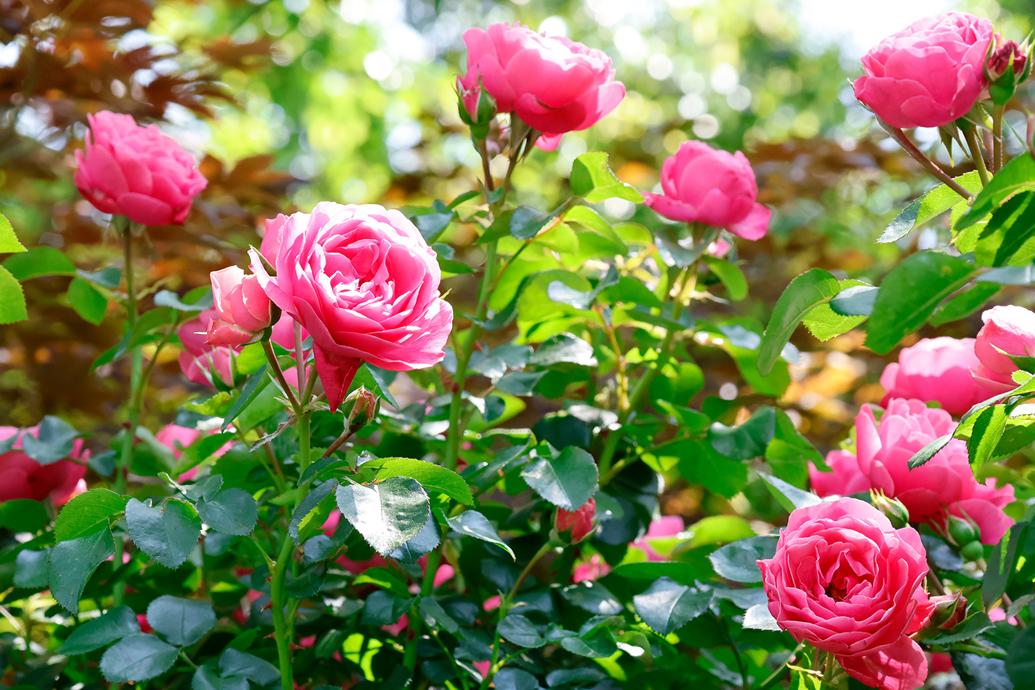 嫩粉色玫瑰淋浴在初夏的陽光下（2023年5月，東京）