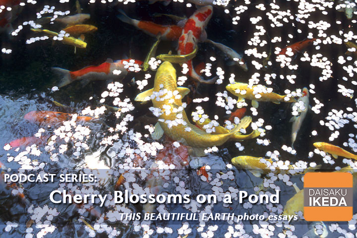 yu 「Blossom」「Dawn」「Pond」三点まとめ ZEN - Japanese Garden with Moon Bridge and Lotus Pond with