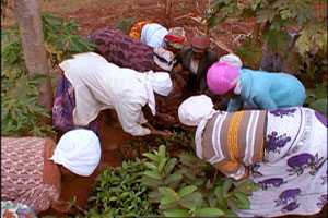 Women of the Green Belt Movement