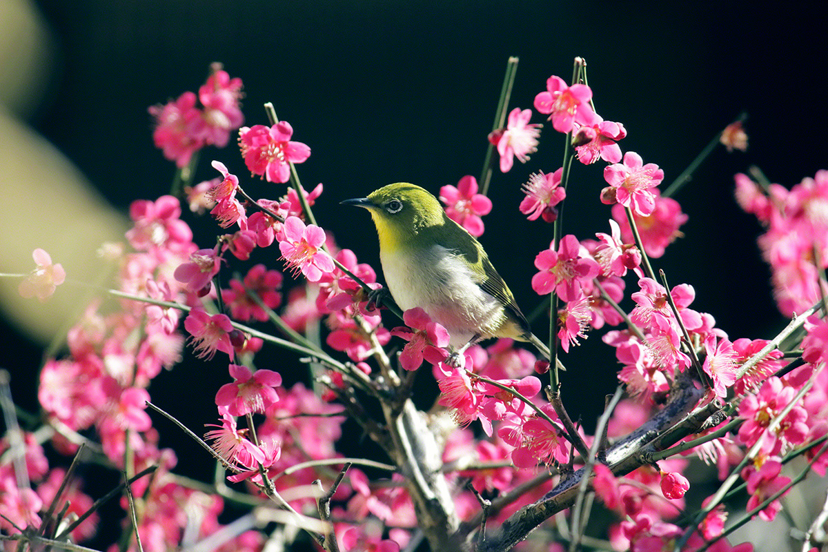 A warbler perches on a plum blossom branch and bathes in the sun's rays. (Tokyo, February 2021)