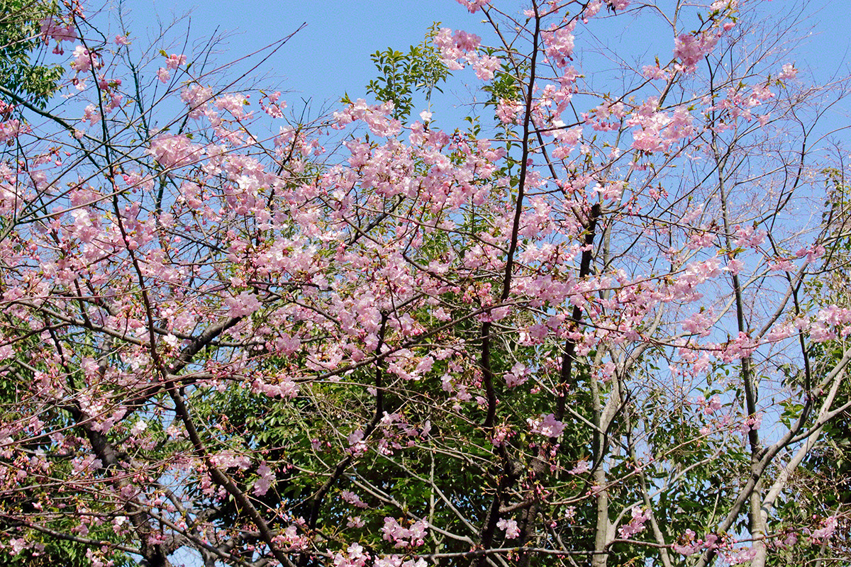 Early flowering kanzakura cherries, harbinger of spring (Tokyo, February 2021)