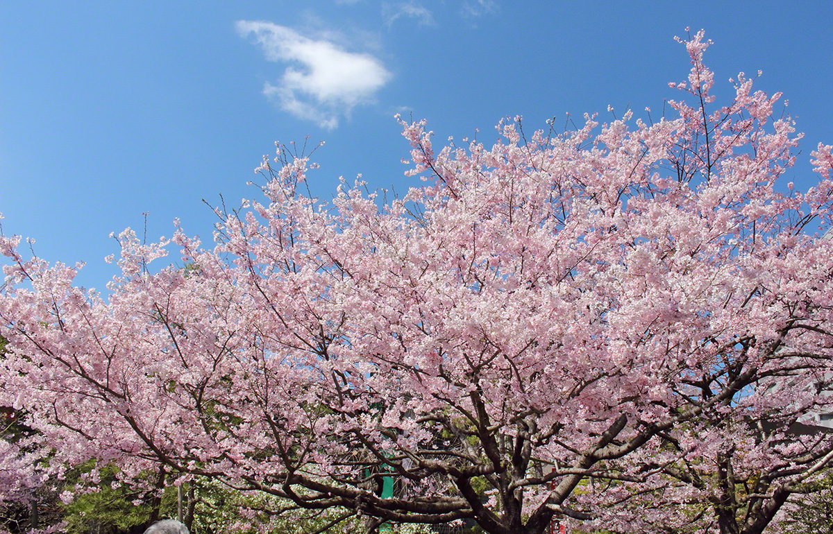 Cherry trees in magnificent bloom near the National Theater of Japan (Chiyoda Ward, Tokyo, March 2021)