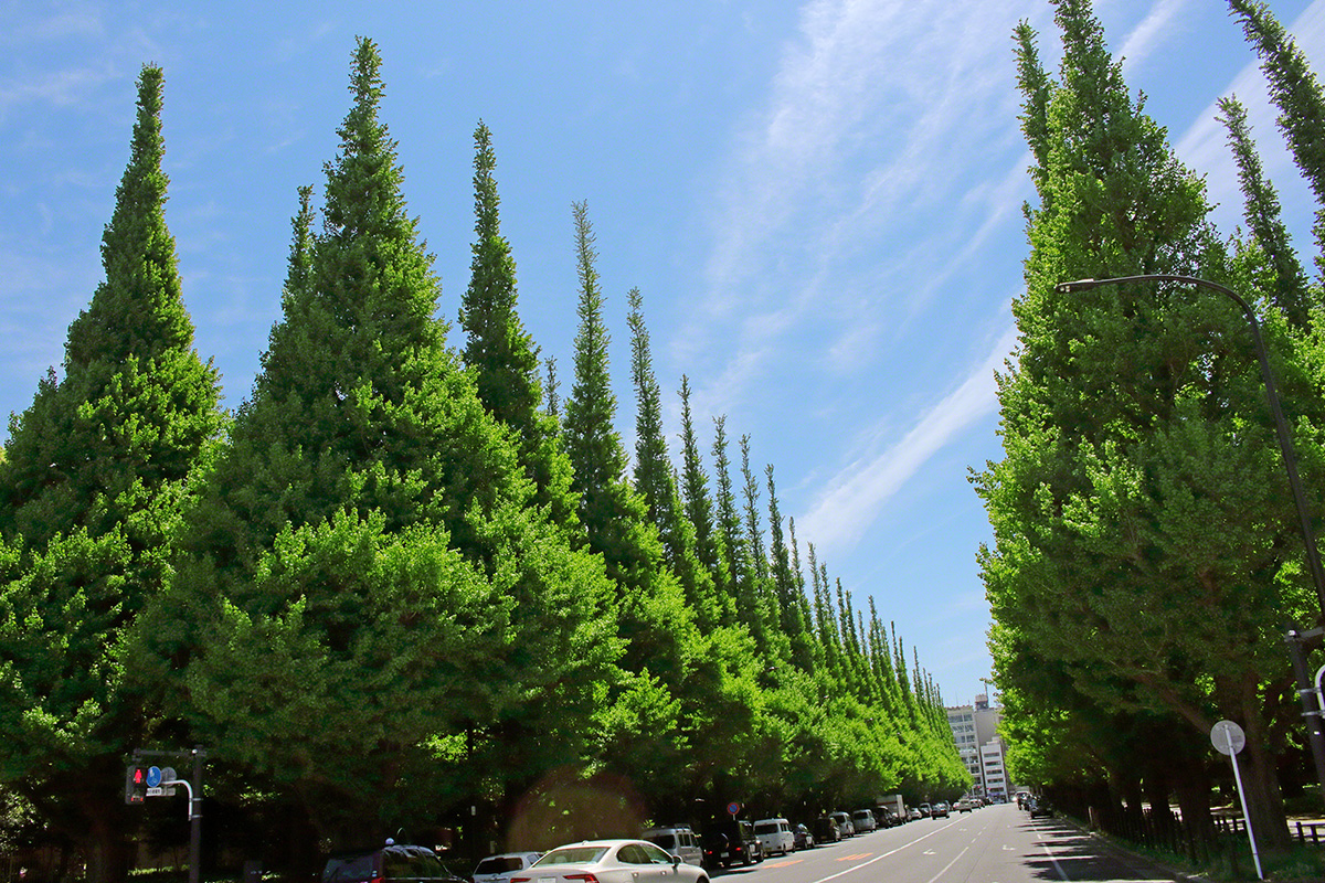 Towering ginkgo trees along a major street (Shinanomachi, Tokyo, April 2021)