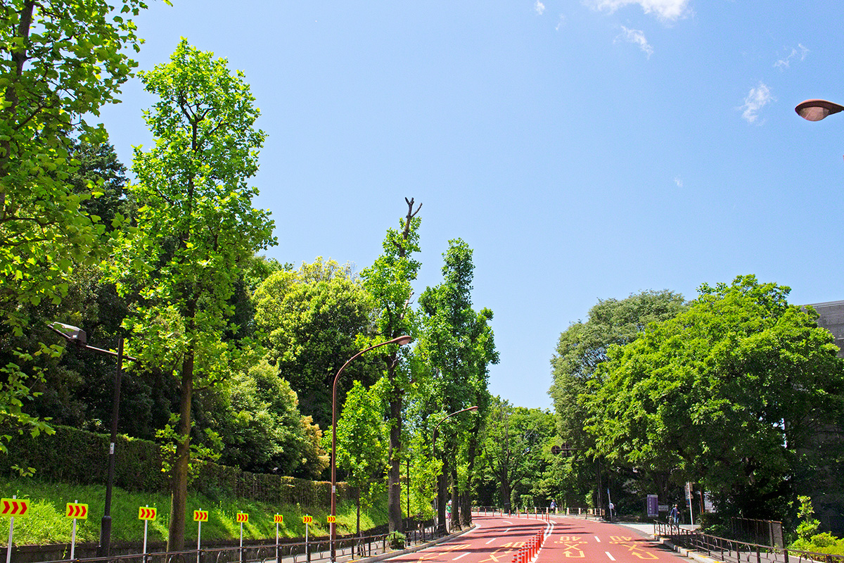 Tree-lined boulevard near the Soka Gakkai Headquarters Complex (Tokyo, May  2021)