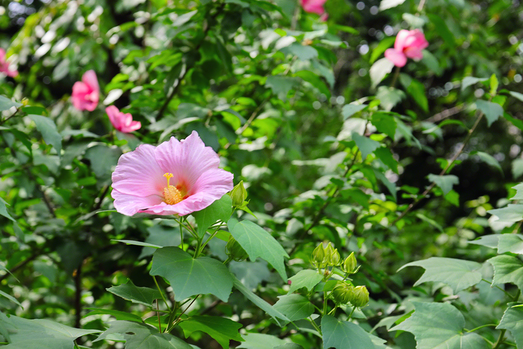 The perennial cotton rose blooming brightly, foretelling the coming of autumn (Tokyo, September 2021)