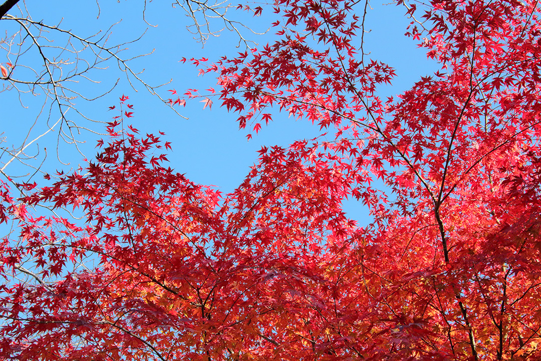 Japanese maple trees show off their crimson foliage under clear blue autumn skies. (Tokyo, November 2021)