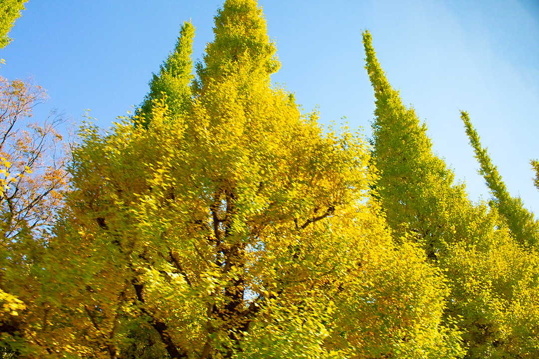 Ginkgo trees glistening in the autumn sun (Shinanomachi, Tokyo, November 2021)