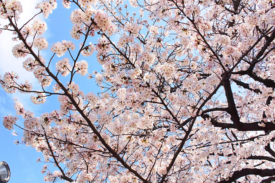 Cherry blossoms blooming in profusion under a bright blue sky (Tokyo, March 2022)