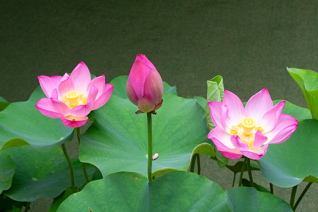A budding lotus nestled between two in mid bloom (Tokyo, July 2022)