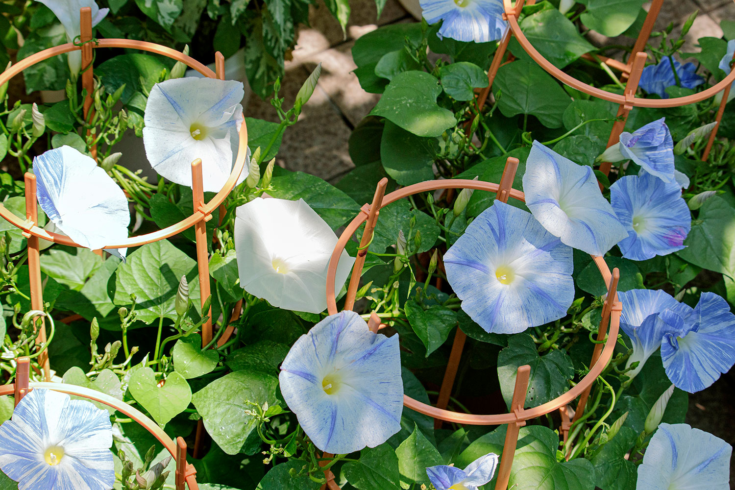 Brightly lit by the rising sun, blue morning glory blossoms signal the start of another summer day. (Tokyo, July 2023)