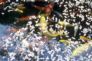 Tokyo, Japan (April 1994) Tokyo, Japan (April 1994)