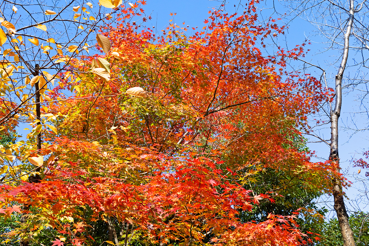 随着季节更迭，红色、金黄色与绿色的秋叶交相辉映如织锦般绚丽。（2022年12月，东京）