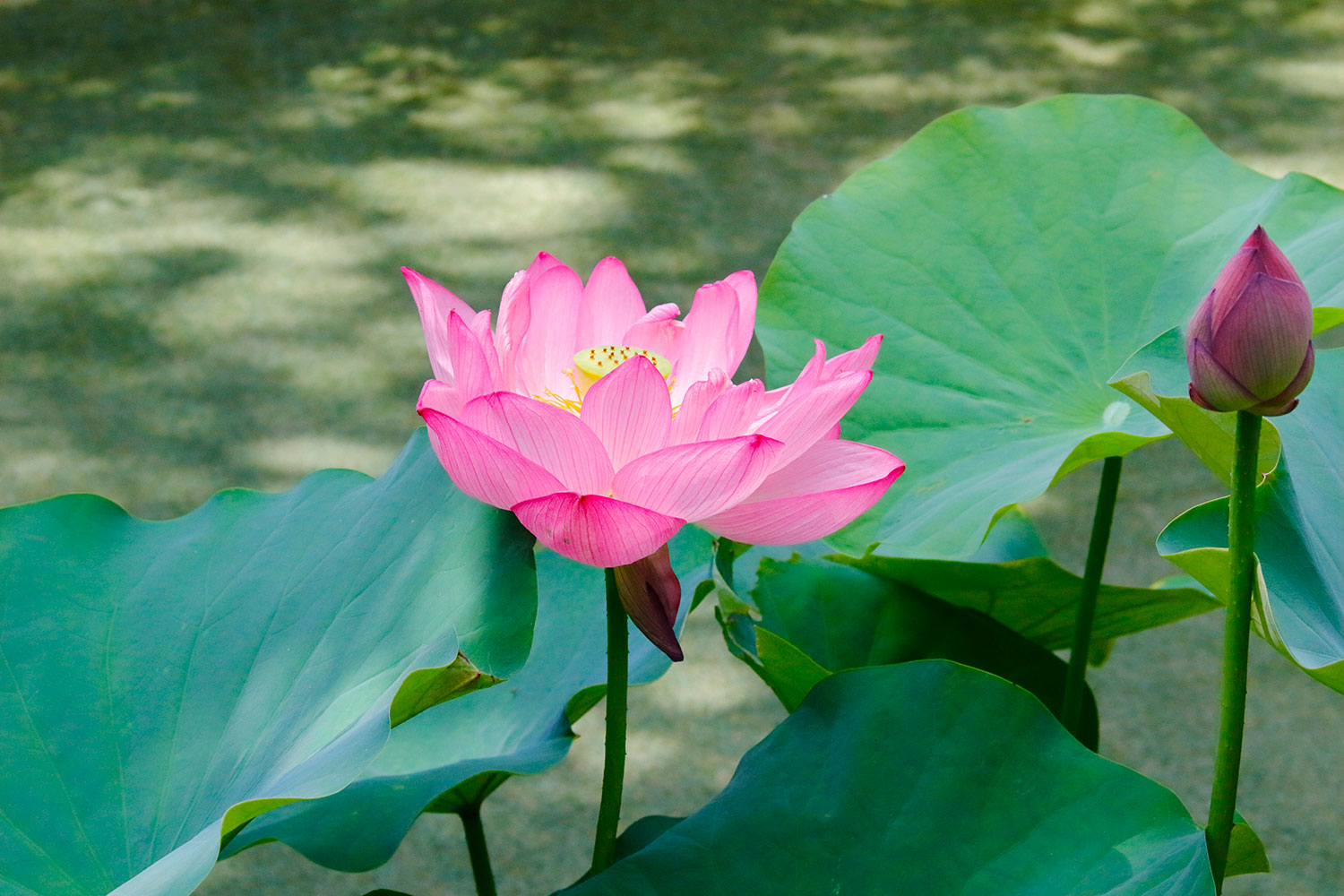 莲花盛开时即结出果实，如同每一位青年的内在生命里也能结出希望的果实（2023年7月，东京）