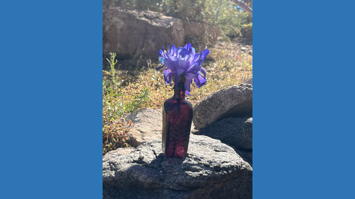 荣休教授萨拉・维德在美国创价大学发表题为“对话的诗心：池田大作的激励之道”的演讲。