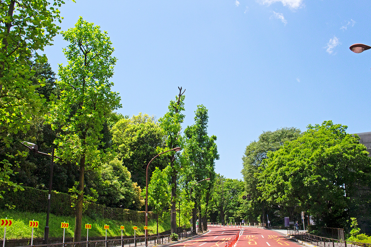 創價學會總部附近的林蔭大道（2021年5月，東京）