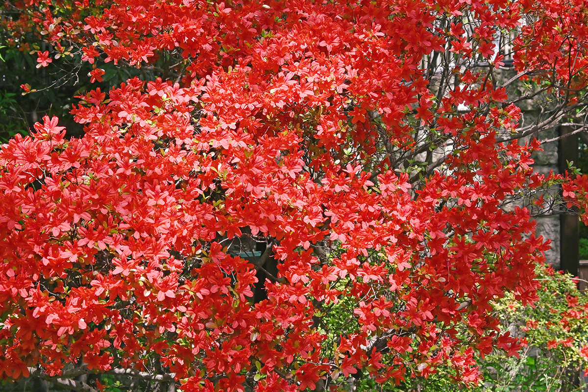Azaleas rojas florecen en magnífica abundancia (Tokio, abril de 2021)