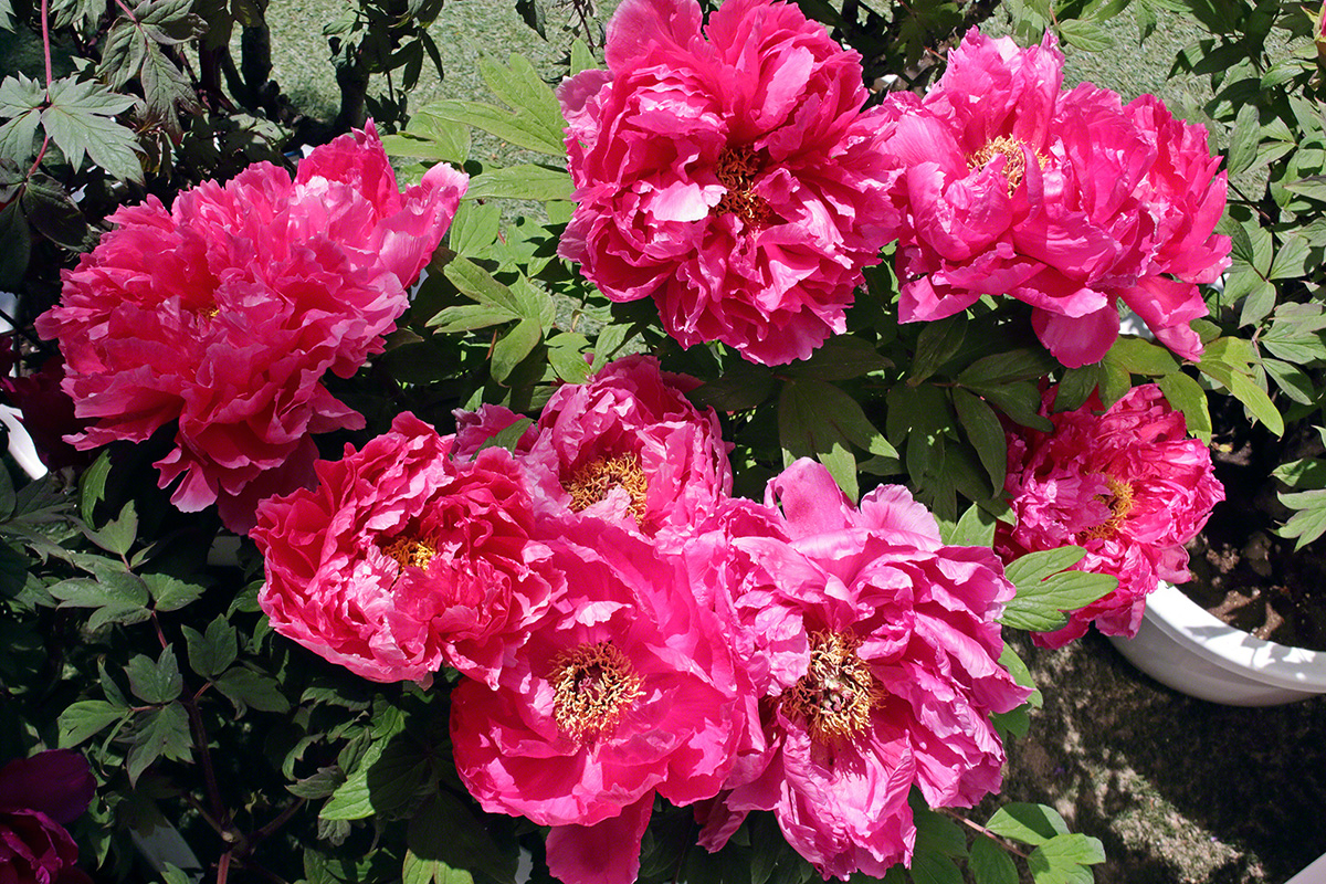 Peonías fucsias se deleitan con la luz del sol (Shinanomachi, Tokio, abril de 2021)