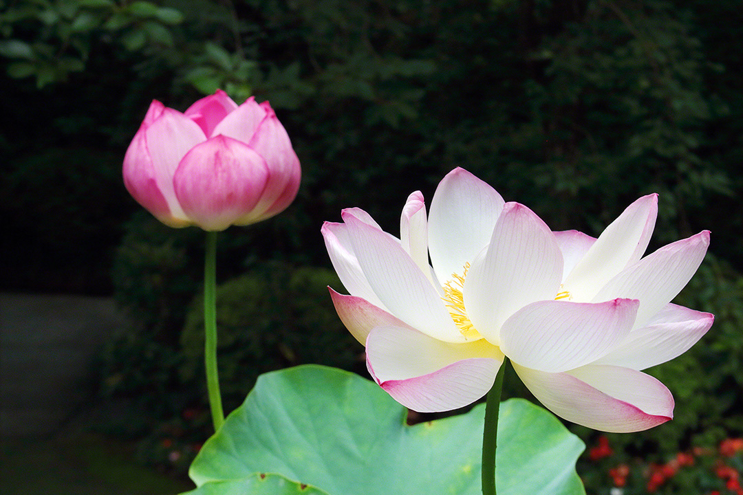 Un loto blanco con un suave tono rosado despliega sus pétalos, bajo el sol del mediodía, junto a un vibrante capullo (Tokio, julio de 2021)