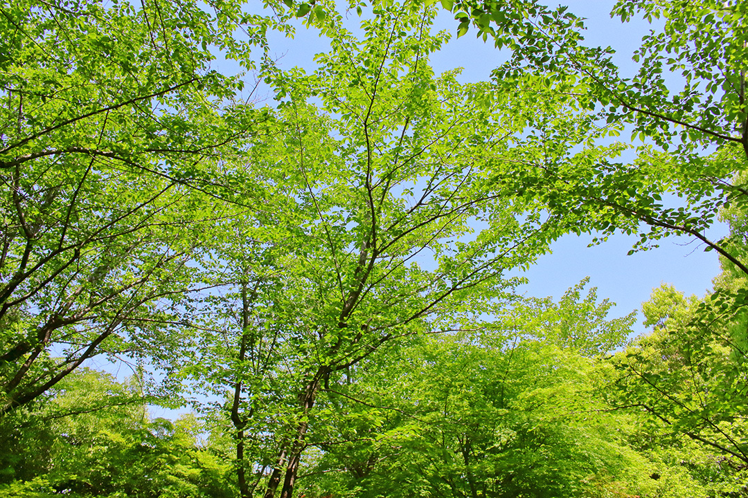 Las renovadas hojas verdes y las jóvenes ramas se elevan hacia el cielo despejado (Tokio, mayo de 2022)