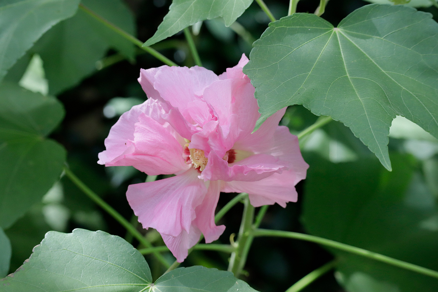 A la sombra de las hojas que la rodean, la rosa de algodón abre con gracia sus pétalos bajo los últimos vestigios del sol estival (Tokio, septiembre de 2022)