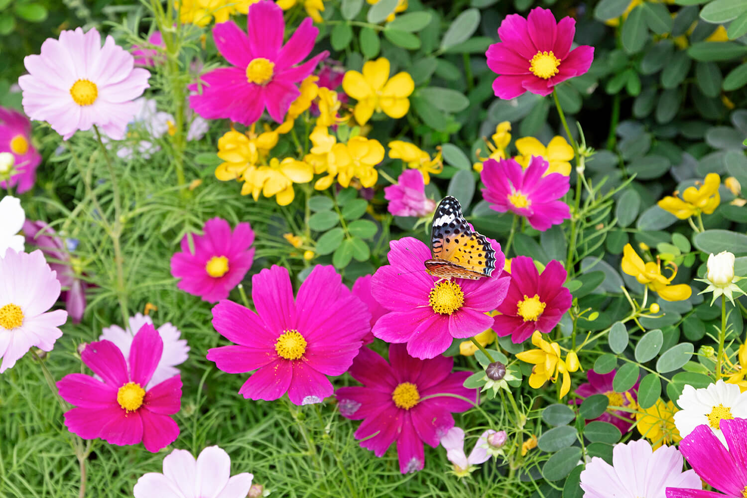 Una mariposa se posa suavemente en un macizo de flores de cosmos, de vivos colores, bajo un cielo otoñal (Tokio, octubre de 2022)