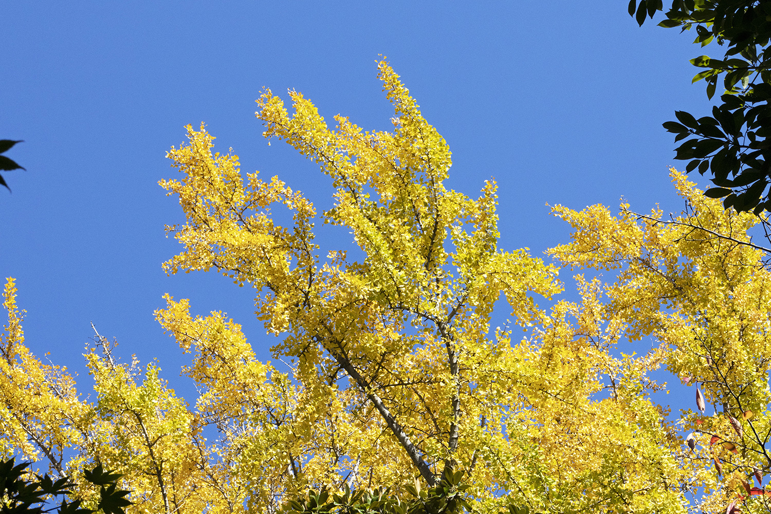 Las doradas hojas de los ginkgos se mecen suavemente en la brisa otoñal (Tokio, noviembre de 2022)