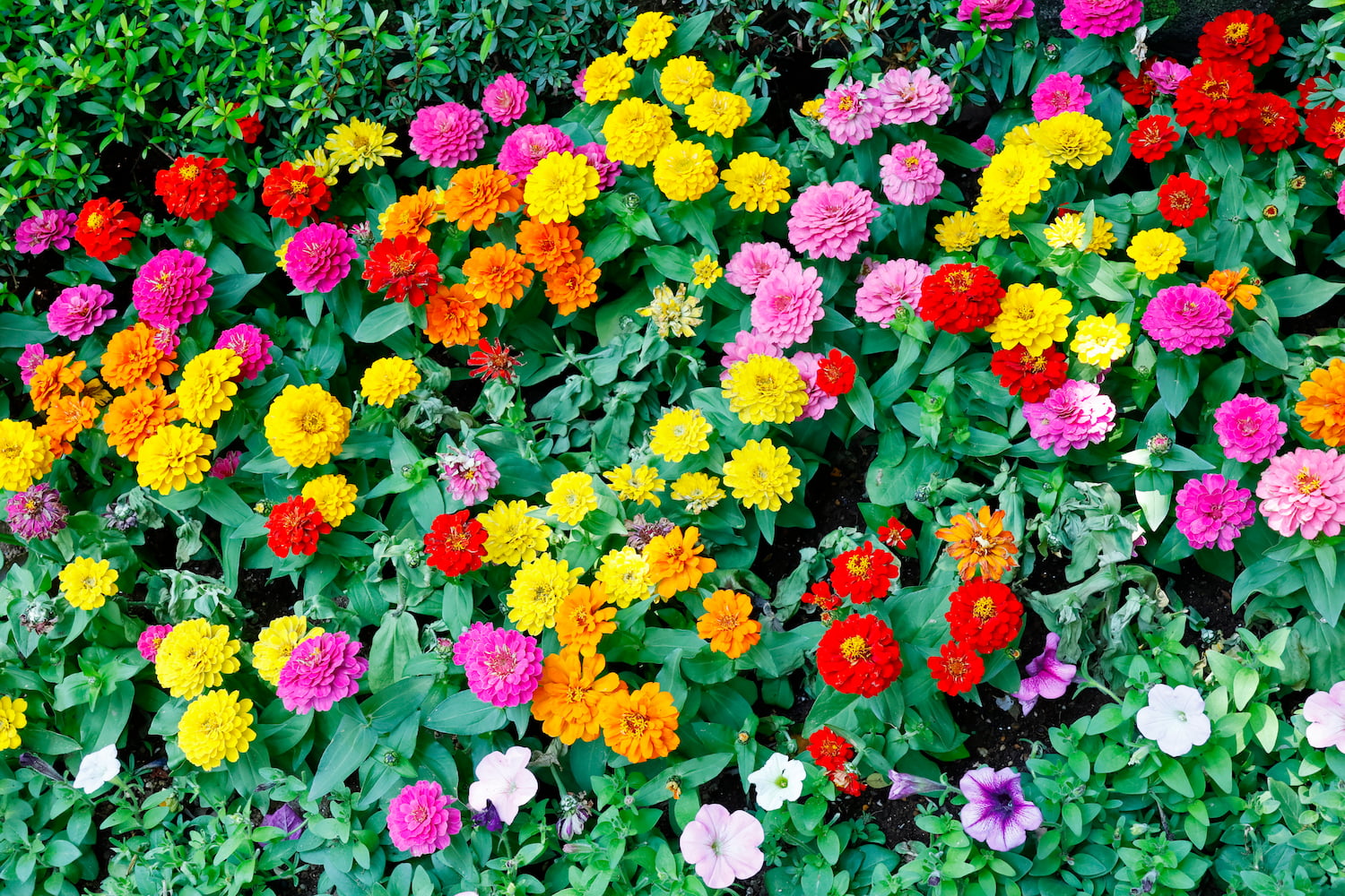 Un vibrante conjunto de zinnias y petunias, como un jardín de alegre diálogo entre madres y mujeres de todas partes (Tokio, mayo de 2023)