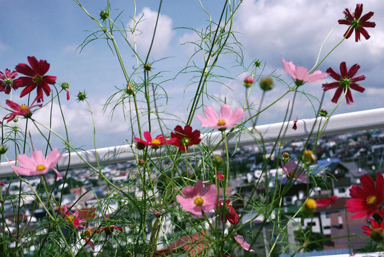 <b></b> Hokkaido, Japón (Septiembre 1992)