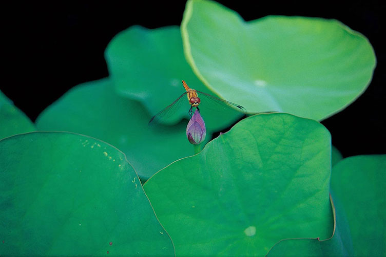 <b></b> Tokio, Japón (Julio 1991)