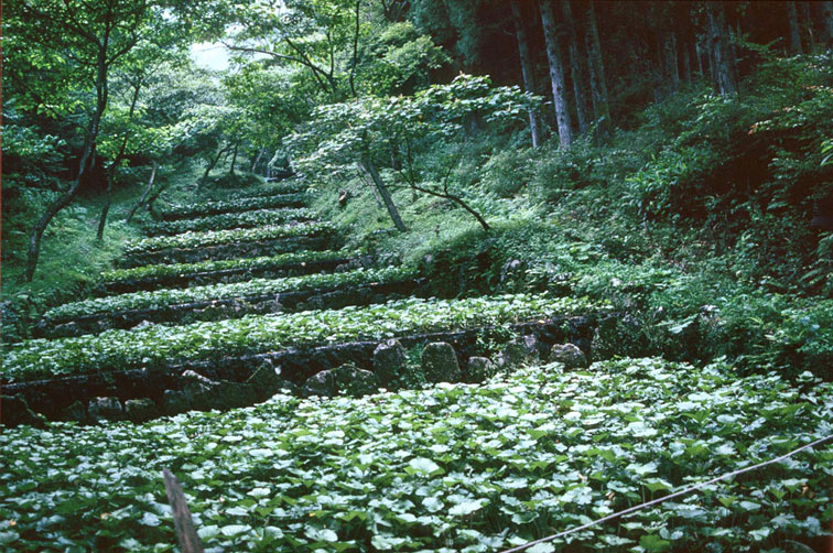 <b></b> Shizuoka, Japón (Julio 1992)