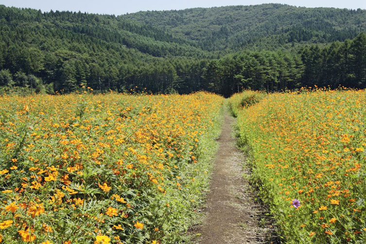 <b></b> Yamanashi, Japón (Septiembre 2005)