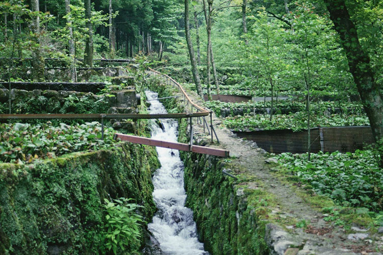 <b></b> Shizuoka, Japón (Julio 1992)