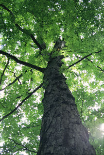 Aomori, Japón (Agosto, 1994)