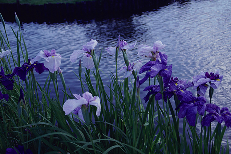 <b></b> Fukushima Prefecture, Japan (June 1990)