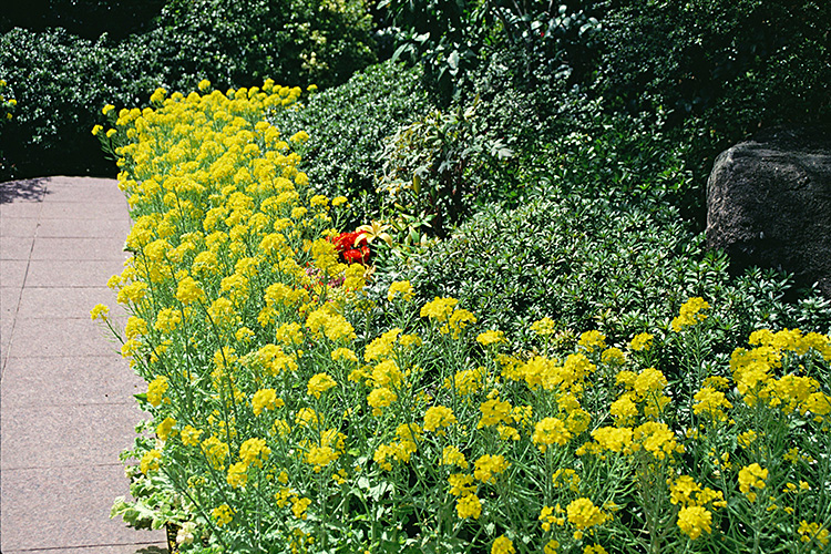 <b></b> Tokyo, Japan (March 1992)