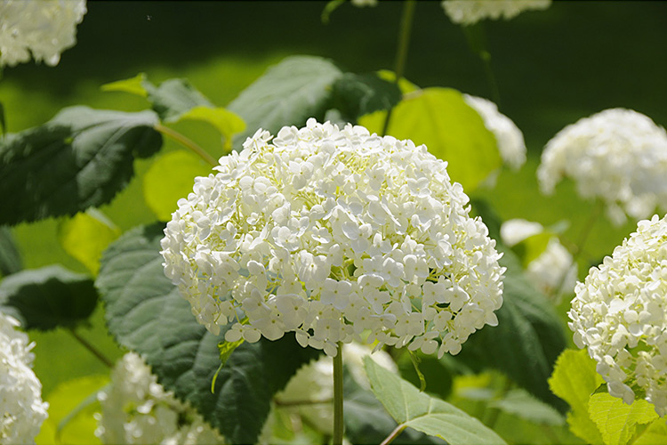 <b></b> Nagano Prefecture, Japan (July 2008)