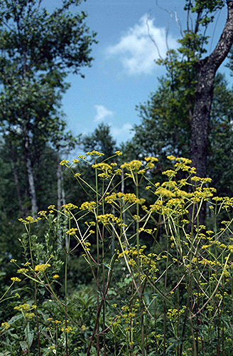 <b></b> Nagano Prefecture, Japan (August 1988)