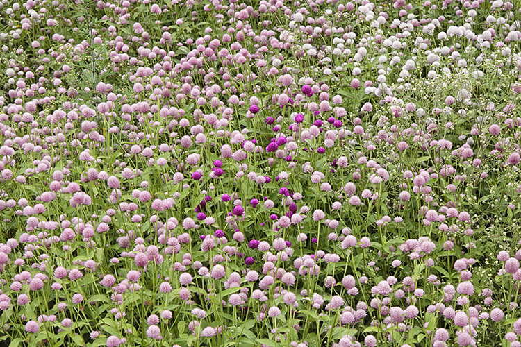 <b></b> Nagano Prefecture, Japan (August 2007)