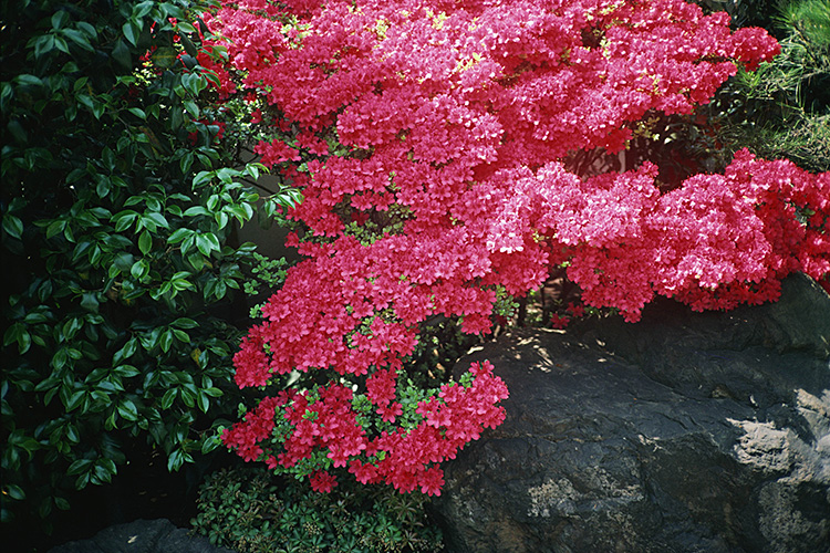 <b></b> Tokyo, Japan (May 1984)