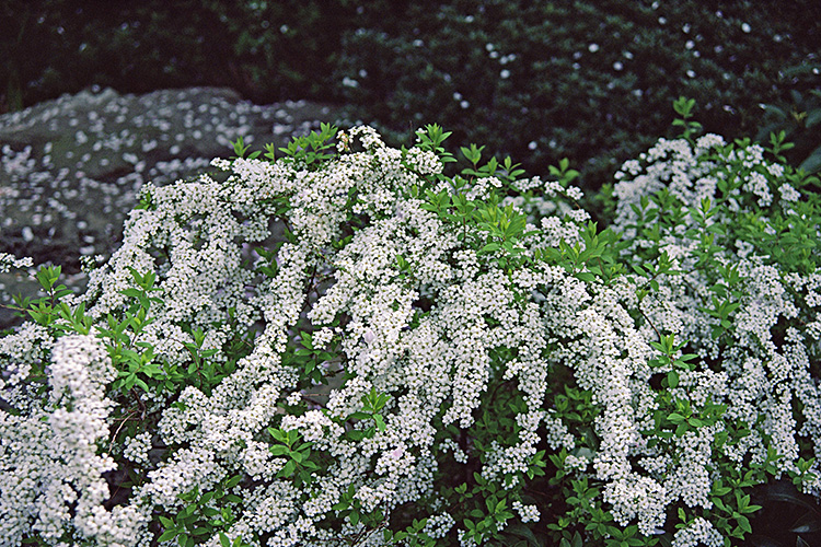 <b></b> Tokyo, Japan (April 1985)